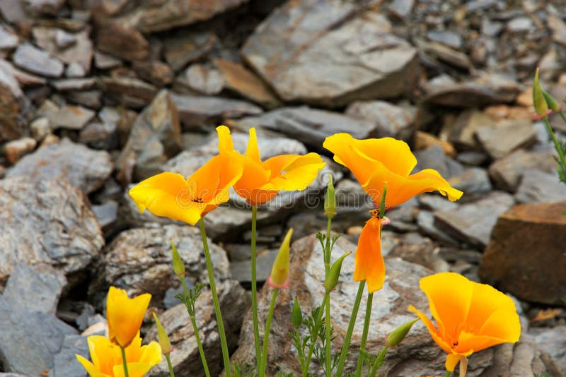 Colorful poppies