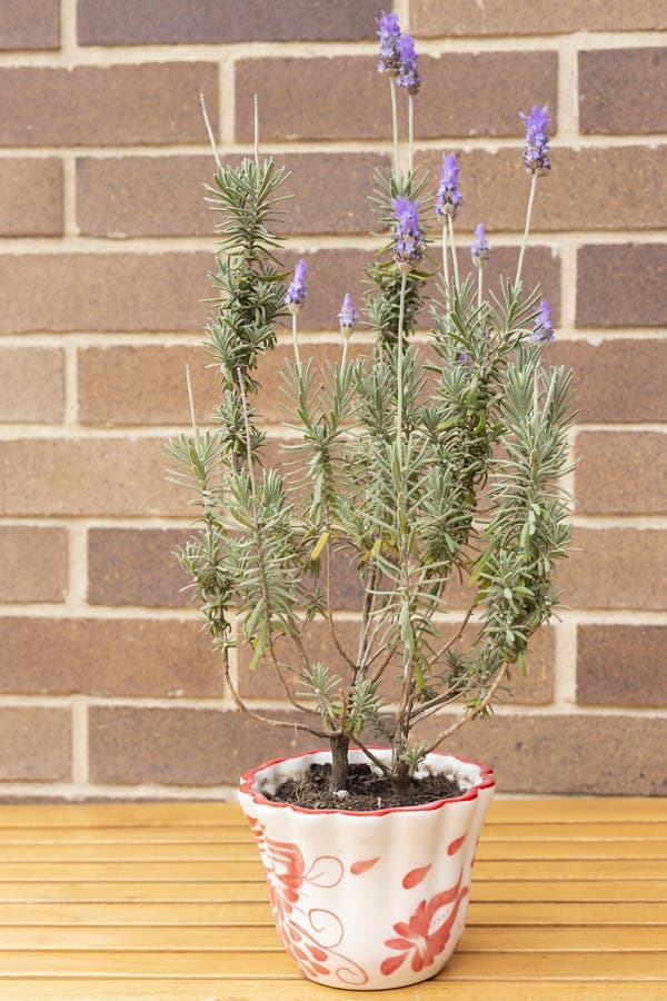 Colorful Potted Flowering Rosemary Plant Stock Photo Image of cookery