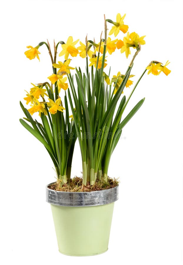 Colorful Potted Yellow Daffodils or Narcissus Plant with Clusters Stock ...