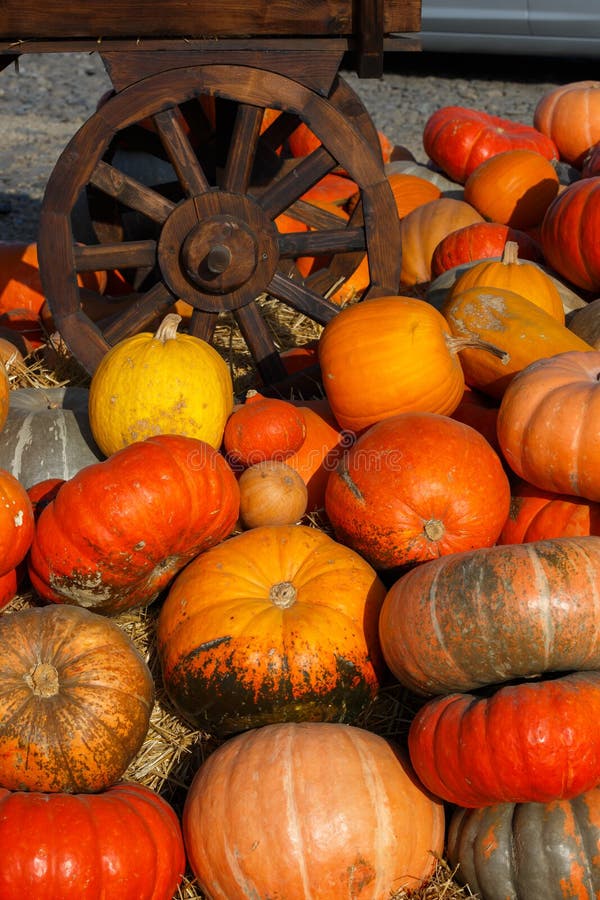 Colorful Pumpkins Collection On Outdoor Autumn Market.