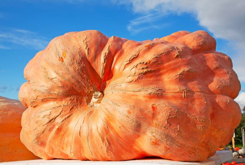 Colorful pumpkins