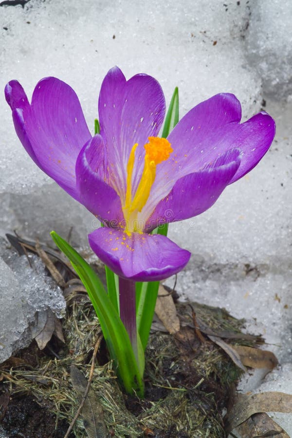 A Colorful Purple Crocus Flower Bloomed in the Snow Stock Image Image
