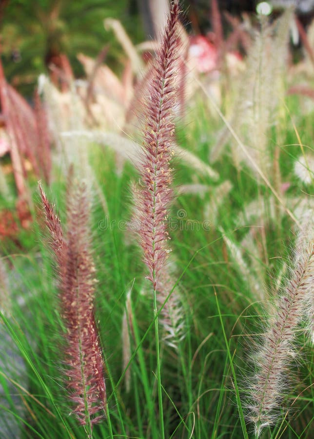 Colorful purple grass flower with green stem in garden stock image Colorful purple grass flower with green stem in garden stock image