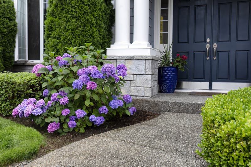 Colorful purple hydrangea flowers in full bloom in front yard of home stock image