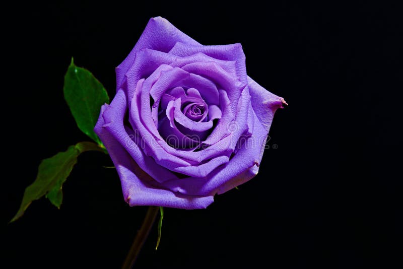 Hoa hồng tím đẹp: Thật đẹp mắt và lãng mạn khi nhìn vào những bông hoa hồng tím. Với màu sắc đặc biệt này, hoa hồng tím đem lại sự quyến rũ và lôi cuốn cho mọi người. Hãy ngắm nhìn những bông hoa hồng tím đẹp tuyệt vời trong ảnh và cảm nhận sự thần thái và tinh tế từ chúng!