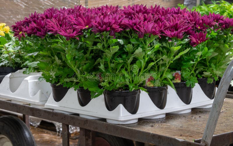 Colorful purple spring mums in tray stock photos Colorful purple spring mums in tray stock photos