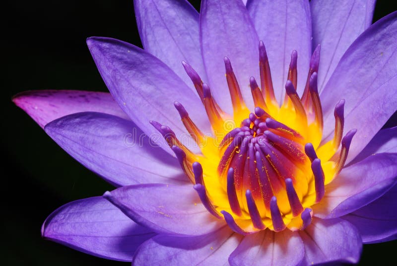 colorful purple water lily in thaila