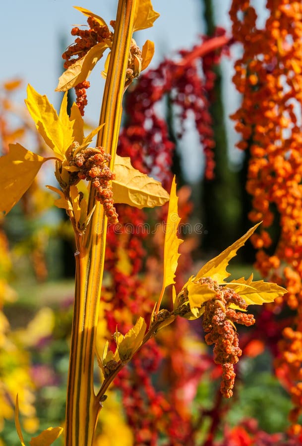 The colorful Quinoa tree in the farm