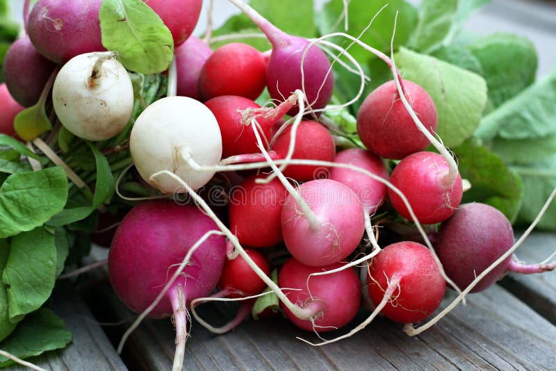 Colorful Radishes. Bunch of radishes in red, pink and white stock photography