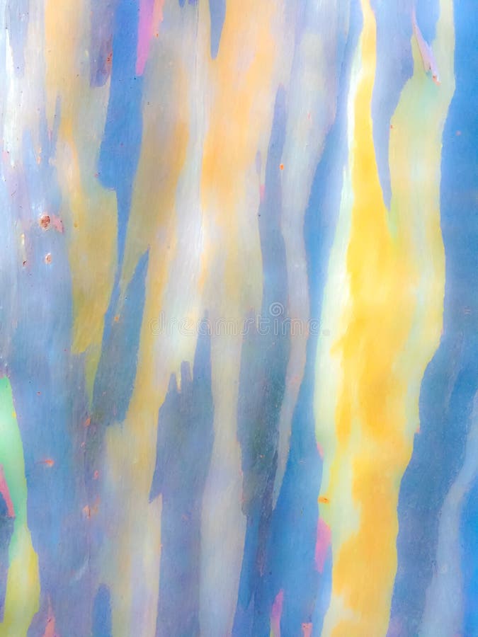 Colorful rainbow abstract pattern of Eucalyptus tree bark art background