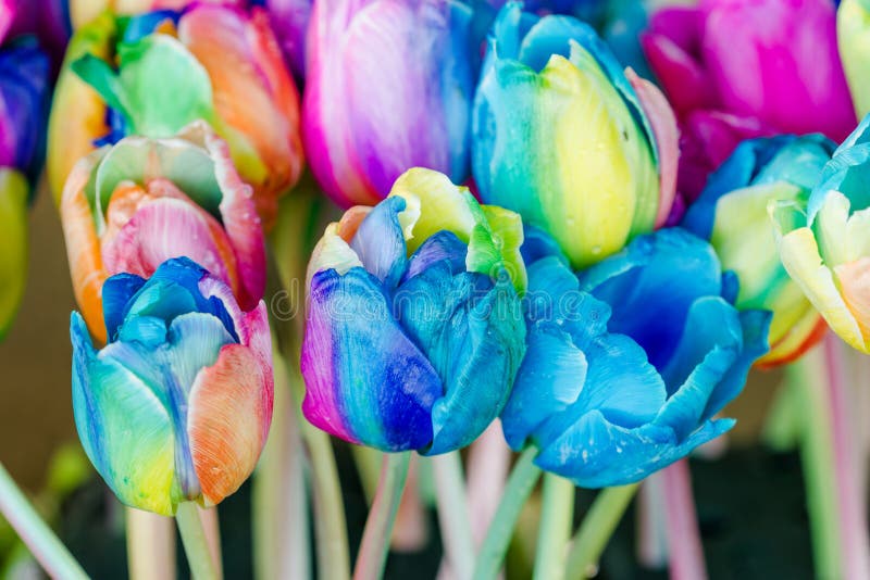 Colorful of Rainbow Tulips Flower Stock Image Image of holland, pink 55085189