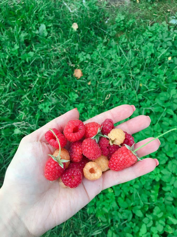 Juicy homemade raspberries collected in the garden