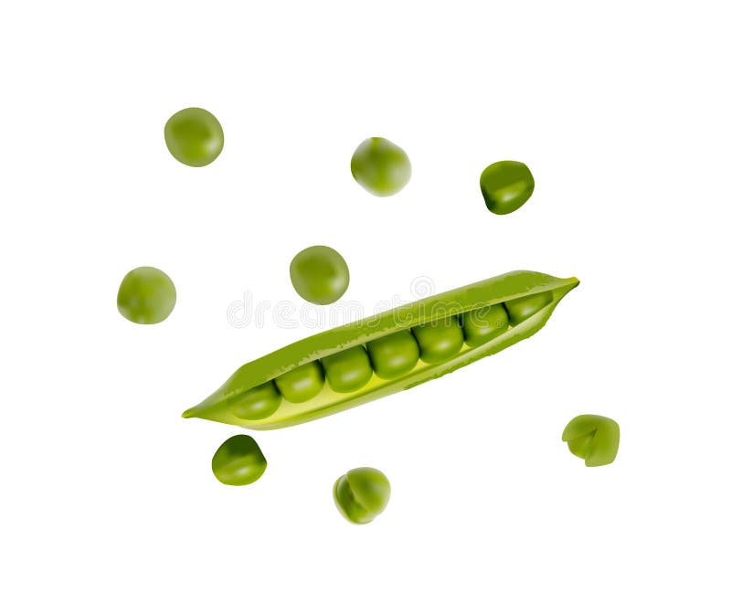 Colorful realistic 3D pod of ripe green peas isolated on white background. Vector Illustration