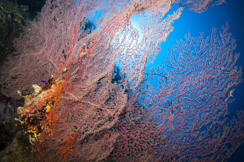 Colorful red gorgonian seas fan in the Ocean