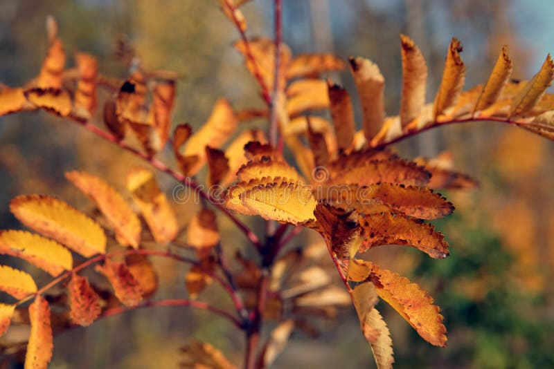 Colorful Red Rowan Leaves in Autumn Macro Stock Photo - Image of autumn ...