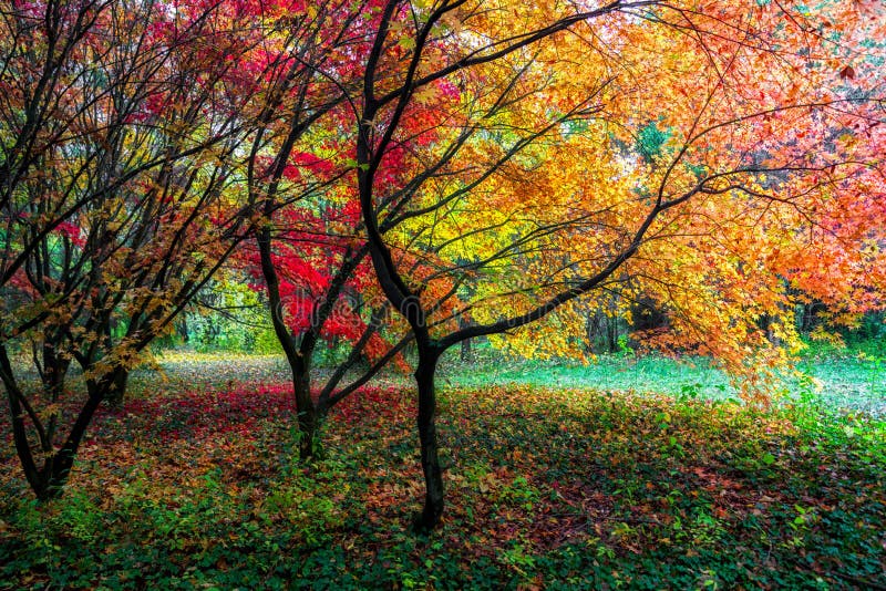 Colorful red Autumn leaves on trees