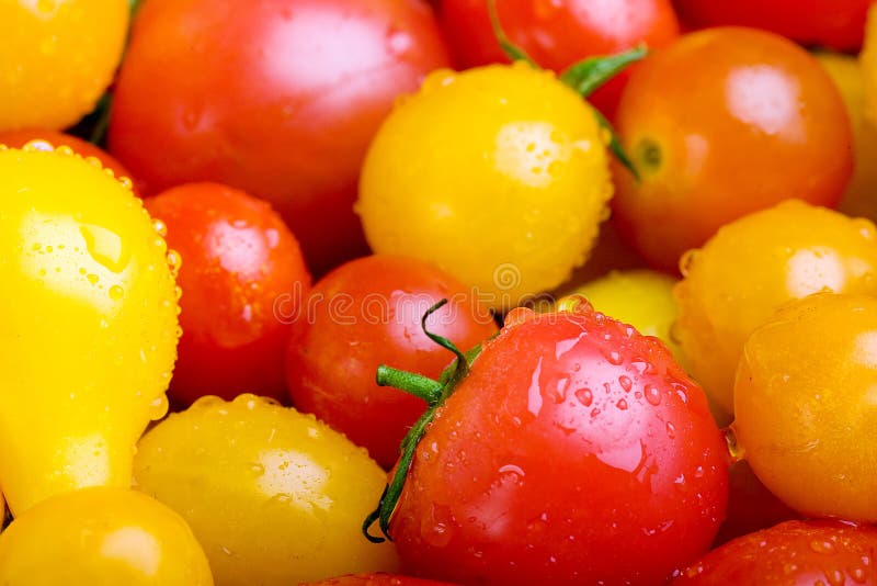 Colorful Red, Yellow and Orange Cherry Tomatoes Stock Photo Image of