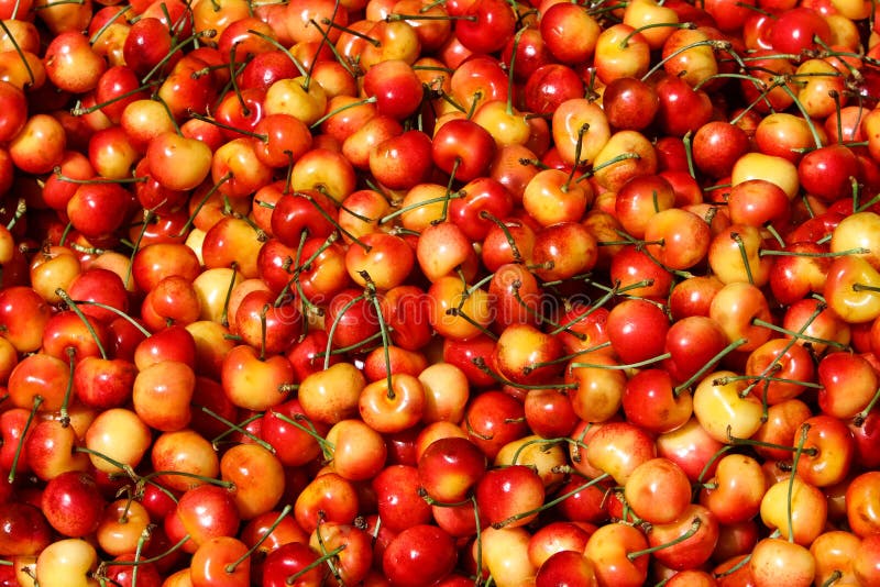 Colorful Red and Yellow Rainier Cherries stock photos Colorful Red and Yellow Rainier Cherries stock photos