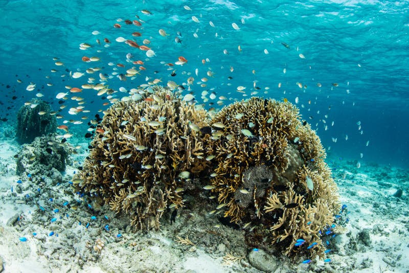 Colorful Reef Fish in Tropical Pacific