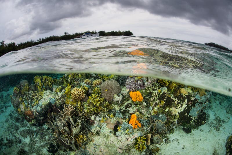 Colorful Reef in Solomon Islands