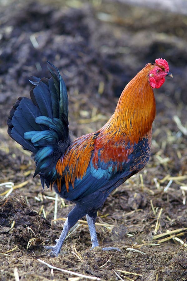 Colorful rooster