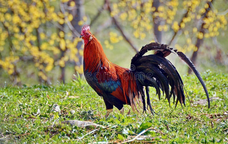 Vistoso gallo viviendo en paz sobre el países página, rumania.