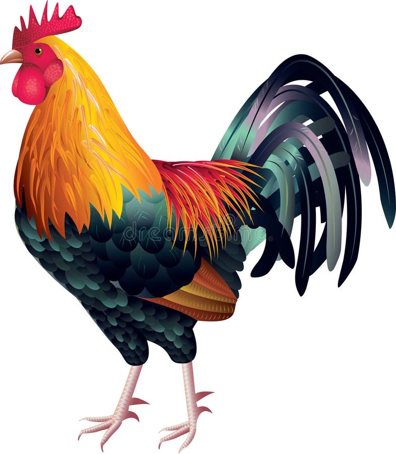Colorful Rooster Photo Realistic Stock Vector 