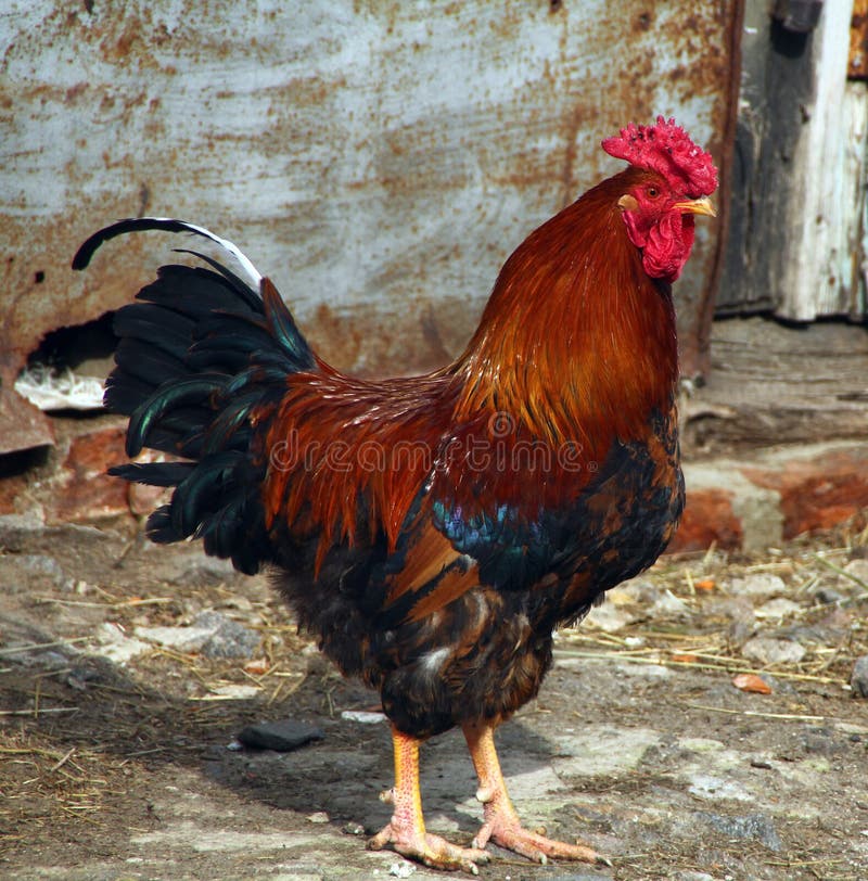 Portrait pet rooster stock image. Image of wildlife, animal 40582641