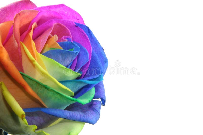 Colorful rose