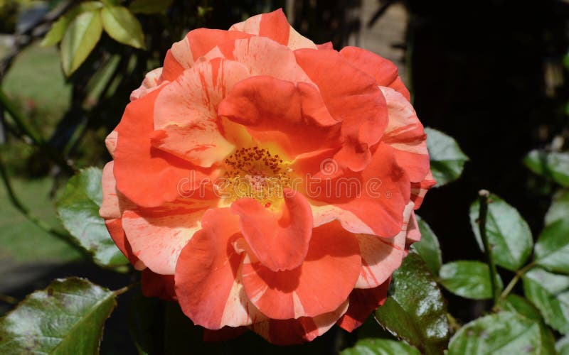 Oranges Lemons Rose Photos Free Royalty Free Stock Photos From Dreamstime
