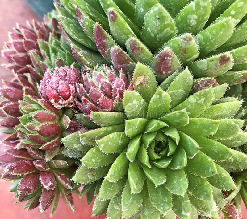 Colorful Rosettes of the Sempervivum Plant Stock Photo - Image of ...
