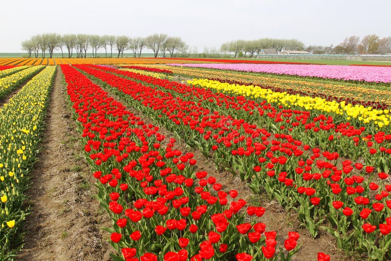 Colorful rows of tulips royalty free stock images Colorful rows of tulips royalty free stock images