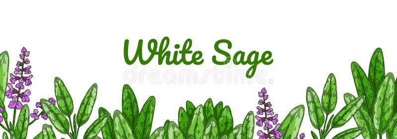 Colorful sage design with green leaves and flowers. Vector illustration in colored sketch style stock illustration