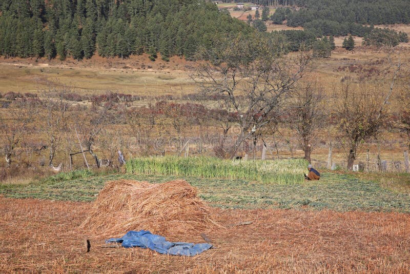 Picturesque Farm Scene of Woman Cutting Grain, Bhutan royalty free stock photos Picturesque Farm Scene of Woman Cutting Grain, Bhutan royalty free stock photos