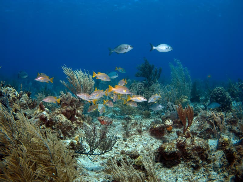 Colorful School of Fish stock image