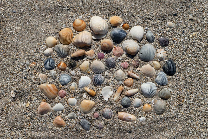 Colorful sea shell arrangement on a coarse sand of Florida beach