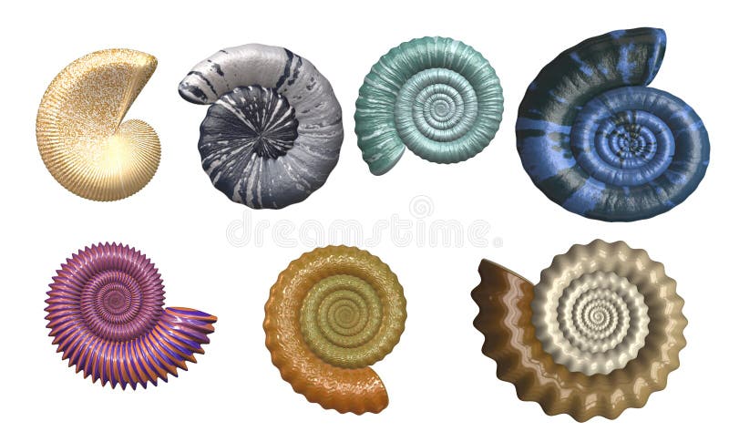 Colorful Seashell Collection