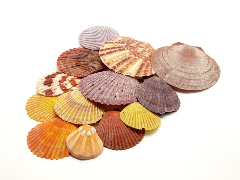 Colorful seashells royalty free stock images Colorful seashells royalty free stock images