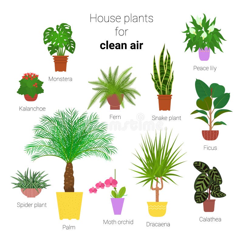 pix House Plants That Help Clean The Air dreamstime com