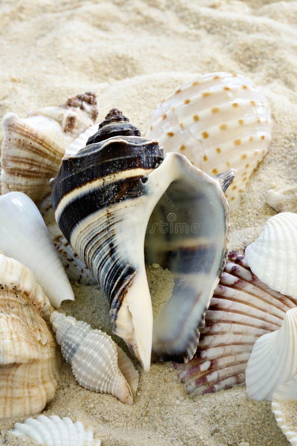 A variety of colorful shells in the sand on beach. A variety of colorful shells in the sand on beach