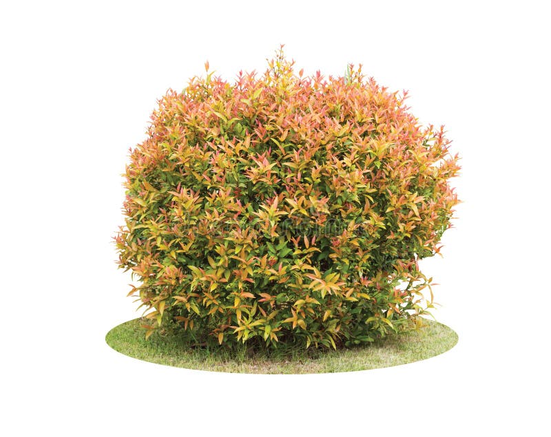 Colorful shrub of Pigeon Berry tree