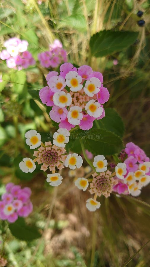 Colorful small flowers - details of a garden stock photos
