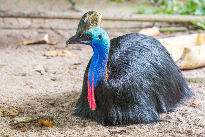 Colorful southern cassowary stock photos