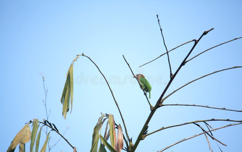 Colorful Species of Barbet Birds of India