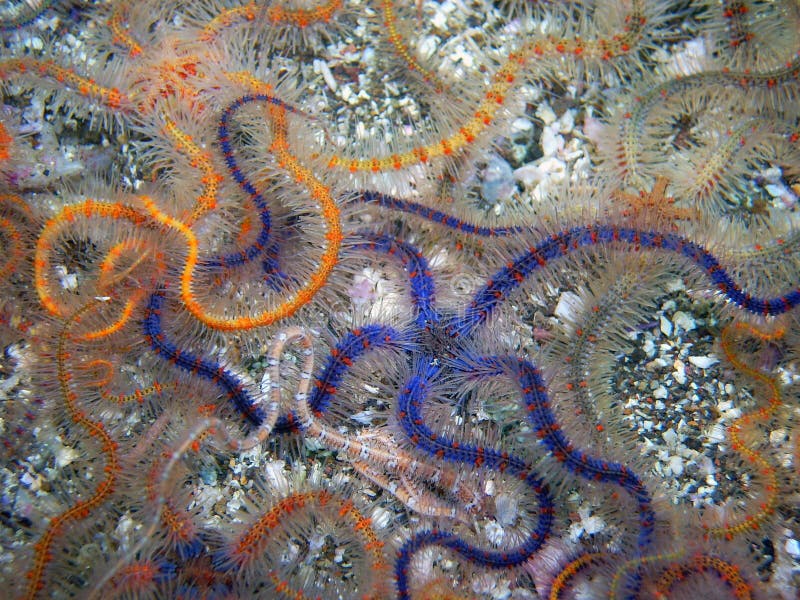 Colorful Spiny Brittle Stars royalty free stock images Colorful Spiny Brittle Stars royalty free stock images