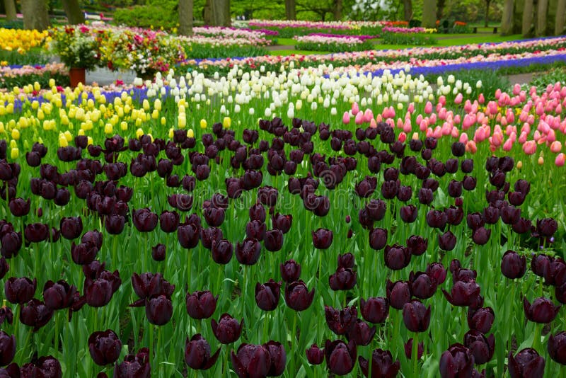 Colorful spring flowerbeds with black tulips