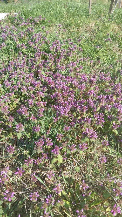 Fresh Spring flowers in garden. Fresh Spring flowers in garden