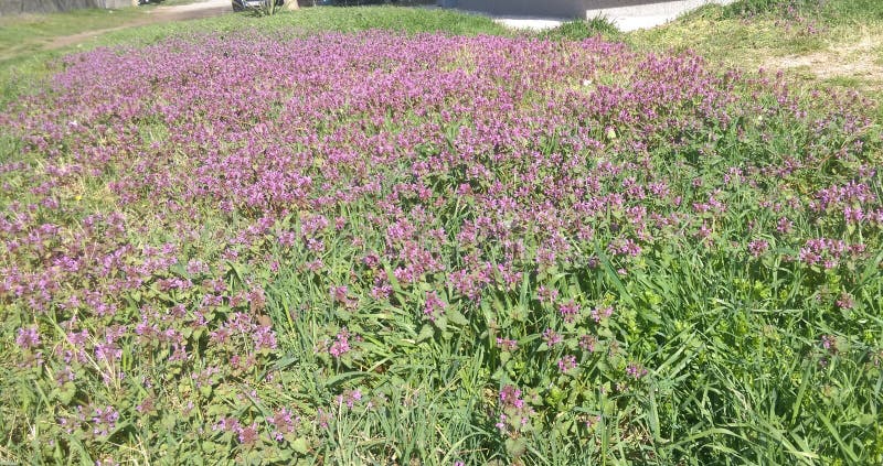 Fresh Spring flowers in garden. Fresh Spring flowers in garden