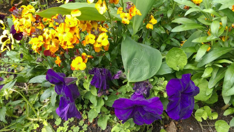 Fresh Spring flowers in garden. Fresh Spring flowers in garden