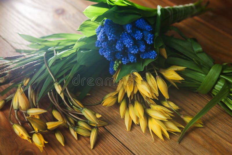 Colorful spring flowers top view closeup stock images Colorful spring flowers top view closeup stock images